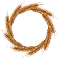 Watercolor wreath of golden wheat ears. Empty center for text. Suitable for packaging, labels, farm product design, and autumn compositions. png