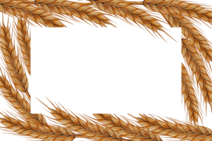 Watercolor frame of golden barley ears with empty space in the center for text. Suitable for packaging, branding, advertising, and decoration. png