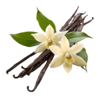 Vanilla Bean Blossom Aromatic Spice Pods with Delicate White Flowers and Green Leaves on Transparent Background png