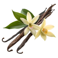 Vanilla Bean Aroma Exotic Vanilla Flowers and Pods Arrangement on White, Culinary Spice Delight, Sweet Aroma Essence Transparent Background png