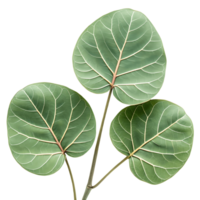 Three Vibrant Green Sea Grape Leaves Isolated on White, Tropical Foliage Close Up, Decorative Botanical Still Life Transparent Background png