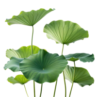 Lush Green Lotus Leaves Display Serene Botanical Scene on Freshness, Nature, Calm, Growth Transparent Background png