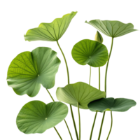Lush Green Lotus Leaves Rising Tall, Displaying Tranquility and Natural Beauty Against a Clean White Backdrop Transparent Background png