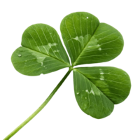 Lucky Green Three-Leaf Clover with Water Droplet Fresh Spring Irish Symbol for Good Fortune and Saint Patricks Day Transparent Background png