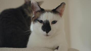 Close-up of a unique white cat with dark nose markings and blue eyes, calmly staring at the camera in soft natural light. A beautiful mix of Siamese and domestic short hair features. video