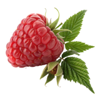 Fresh Raspberry Delight Juicy Red Berry with Green Leaves, Isolated Still Life Transparent Background png