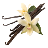 Vanilla Bean Pods and Blossoms Aromatic Spices and Fragrant Flowers Transparent Background png