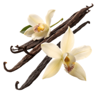 Vanilla Bean Pods with Delicate Vanilla Orchid Blossoms on Culinary Ingredient, Aromatic Spice, Food Photography Transparent Background png