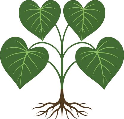 Green heart shaped leaves plant with roots illustration for nature and growth concepts design ideas