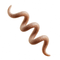 Detailed 3D Visualization of Spirochete Bacterium Structure png