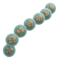 3D Rendering of Streptococcus Chain Bacteria Model for Educational Use png