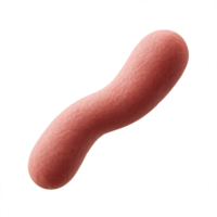 3D Visualization of Lactobacillus Bacteria in Simple Design png