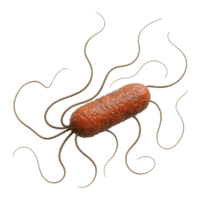 3D Model of Pseudomonas Aeruginosa with Detailed Structure png