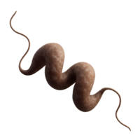 3D Model of Campylobacter Bacterium in Simple Artistic Style png