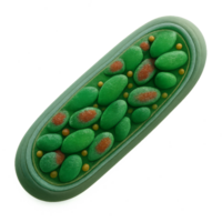 Detailed 3D Structure of Cyanobacterium Cell with Simple Features png