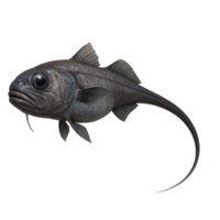 Realistic 3D Grenadier Fish Model for Art and Design Purposes png