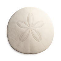 3D Render of a Sand Dollar with Intricate Patterns and Textures png