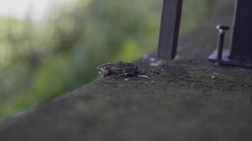 Frog Sits And Looks At The River View, Background for advertising and wallpaper in animal and wildlife scene video