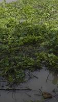 Water Hyacinth Floating On The Chao Phraya River Surface video