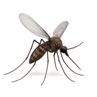 Realistic 3D Mosquito Sculpture for Art and Design Projects png