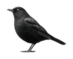 Detailed side view of a blackbird with glossy feathers png