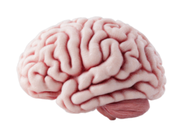 Detailed anatomical model of the human brain showing intricate surface patterns png