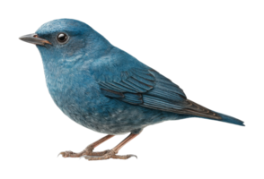 Blue songbird perched with detailed feather patterns png