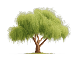 Lush weeping willow tree with cascading foliage png