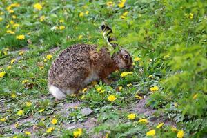 Brown hare Lepus europaeus grazing among spring dandelions and greenery in a quiet urban meadow photo