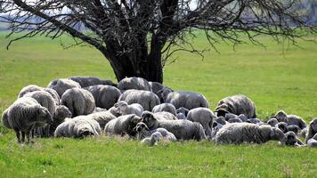 Sheep resting closely together in shade beneath a leafless tree on open pastureland photo