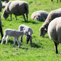 Two young lambs face each other curiously in a green field among grazing adult sheep photo