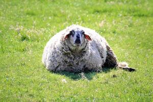 Single large sheep lies still on grass, calmly facing the camera in bright spring light photo