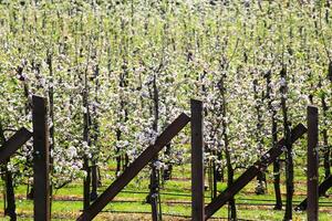 Blossom orchard fence with symmetrical rows of spring trees in full bloom behind wooden stakes photo