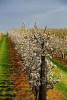 Flowering orchard rows in spring with neatly aligned apple trees and bright green grassy lanes photo