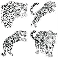 Leopard Collection Black and White Illustration Featuring Four Unique Poses and Depictions of a Powerful Feline vector