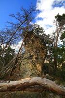 Weathered rock pillar standing among pines and framed by a fallen tree under a partly cloudy sky photo