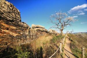 Rocky path blossoms under a bright sky beside the Teufelsmauer in the Harz mountains, Germany photo