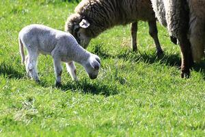 Single lamb grazes near ewe in open pasture on a sunny spring day with short green grass photo
