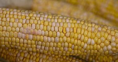 yellow grains covered with mold on a corn cob due to improper storage, spoiled sweet corn cobs with ripe grains photo