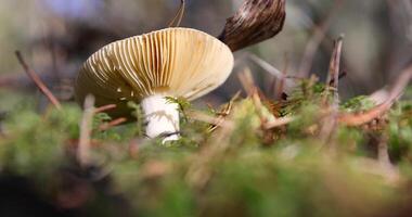 an edible mushroom in the autumn season in the forest photo