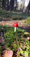 dangerous to life and health red fly agaric in the wild forest in moss and green grass photo