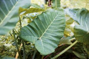 beautiful green leaf background photo