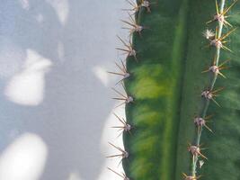 Cactus plant nature on the wall of the house for minimalist style decoration. photo