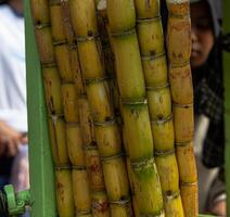 A bunch of bamboo sticks are stacked up photo