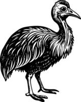 A vintage style illustration showing cassowary bird vector