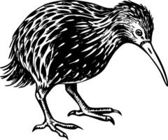 A vintage style illustration showing kiwi bird vector