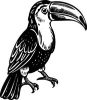 A vintage style illustration showing toco toucan vector