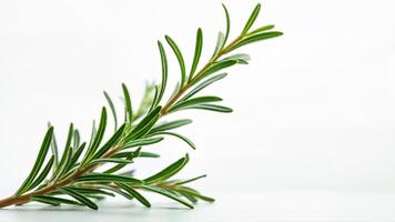 Rosemary sprig on white background photo