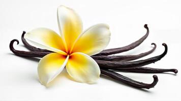 Fresh Vanilla Flower and Beans Isolated Closeup photo