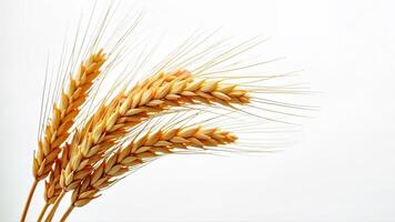 Fresh Wheat Ears Isolated on White Background photo